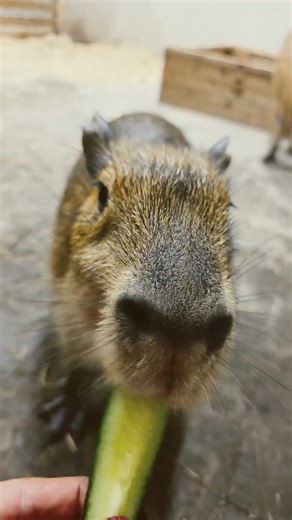 Cutest Capybara Baby Ever at Angel Valley Farm 😱🦫 Pure OMG Vibes