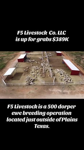 Dorper Sheep Breeding Operation in Texas