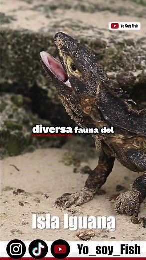 Top 5 places in Panama 🇵🇦 #4 Isla Iguana (beaches and whales 🐋)