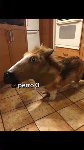 mañana te vas a convertir en perro, elige que perro serás🔥🤙🐕 (parte 2) #viral #perros #gracioso #fyp