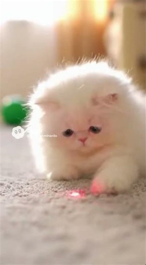 Kittens Chase the Laser 🔴