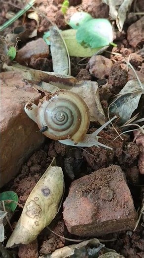 Snail Life 🐌#animal #nature #explore #ytshorts #trending #1million