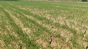 Irrigation Scheduling in Wheat Crop/ Wheat fertilizer at first water/Water management in wheat crop. #followerseveryonehighlights #highlightseveryone #followersreelsfyp #weather #wheat #agriculture #agricultureequipment #agriculturallife #farming #farmer #followersreelsfypviral #everyone #followerseveryone #foryoupage #KisanPakistan #everyonefollowers #potatoes #farming #farminglife #foryoupagereels #foryou> #dap #urea #zinc #humicacid #sulphur #viralpost2025シ #fypシ゚viralシ #fypシ゚viralシfypシ゚viral