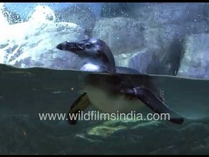 Humboldt penguin swimming underwater at aquarium