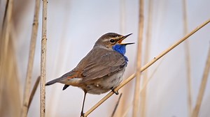 Nature Sounds – European Birds Singing 🎶🍃