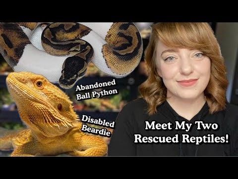 Meet My Disabled Bearded Dragon AND Ball Python!