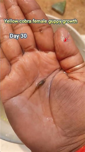 Yellow cobra female guppy fish growth time stages 200 days #fishshorts #guppyfish #shortsfeed #fish