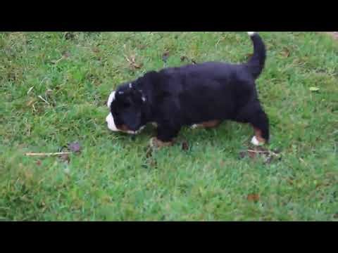 Bernese Mountain Dog Puppies for Sale