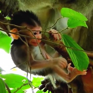 24K views · 682 reactions | Million scare fall from tree - Poor baby cry seizure stuck on tree need mom help care | Camp Monkeys | Facebook