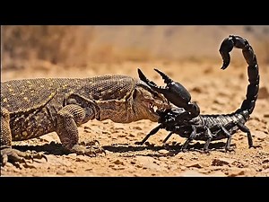Monitor Lizard vs Scorpion | Intense Survival Fight on the African Savannah⚡
