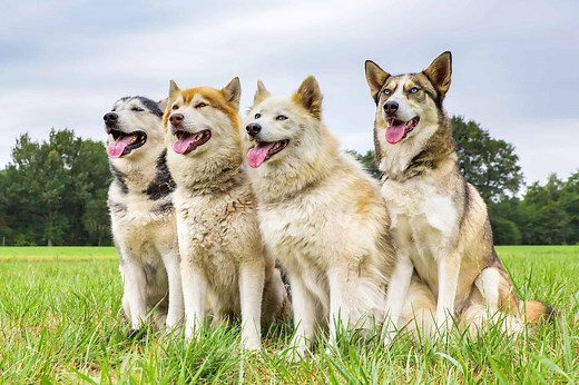 30 Different Types of Huskies (With Pictures) - Bubbly Pet