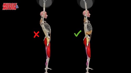How do you do a Barbell Thruster? Watch a Common Mistake Video. Log-in with your Mobile Phone and watch more videos like this one. New! iPhone & Android mobile phone Apps - try it for FREE. Click to install - http://www.muscleandmotion.com/products/strength-training-app/ The Muscle and Motion team | Muscle and Motion