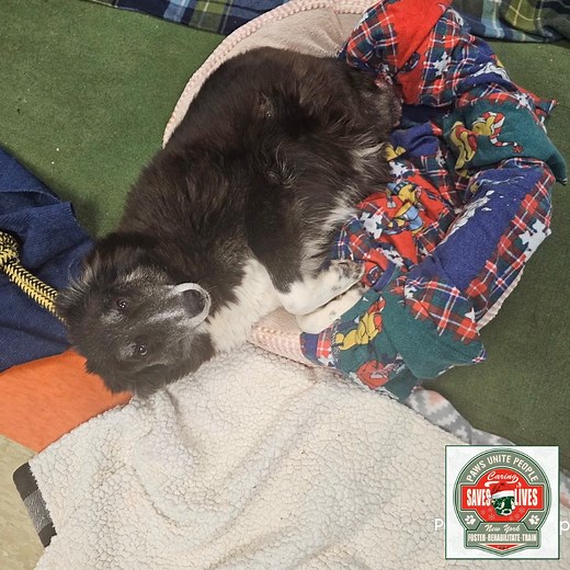 Holiday Sponsor-a-Rehab-Case: Because Healing Doesn’t Take Days Off 🎄 While everyone else is baking cookies and wrapping gifts, we’re over here wrapping… hips, paws, wounds, anxiety, trauma, and 20 years of “what even happened in that house?” This is the season when our tough cases pile up, and the bills pile up right behind them like they’re caroling. So we’re rolling out something special: ⭐ Sponsor a Rehab Case for the Holidays ⭐ Not a stocking stuffer… more like a “keep-the-lights-on-so-the