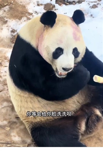 Panda Face Washing Tutorial with Adorable Tips