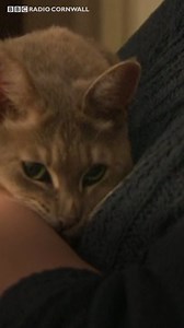 After six days stranded on the railway bridge over the Tamar, Hatty the cat is finally home! | BBC Cornwall