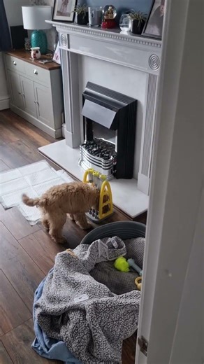 Think my Cockerpoo Puppy is addicted to his doggy fruit machine