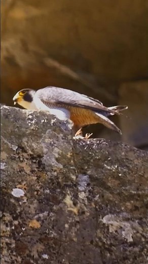 Nuovo video online, questa volta il protagonista è il falco pellegrino