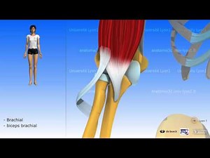Muscle brachial (ou brachial antérieur)