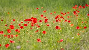 Flower, Poppy, Wind. Free Stock Video