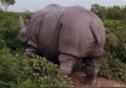 Escenas Graciosas de Ace Ventura