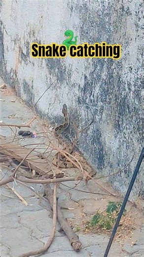 Snake catching #snake #snakevideo #snakes #viralsnakeshorts #snakeattack #snakebite #snakechallenge