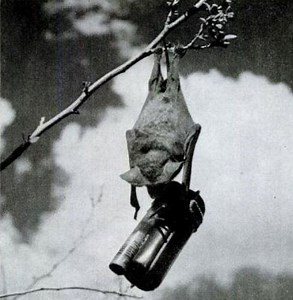 America's Secret Bat Bomb: Dropping Exploding Bats on Japan To Win the Second World War