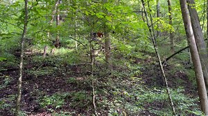 6.1K views · 151 reactions | You never know who you’ll run into while hiking at the Breaks! | Breaks Interstate Park | Facebook