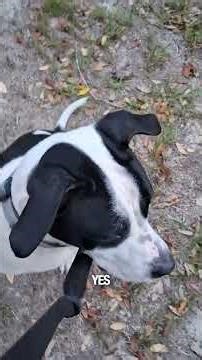 1 Year Old Pitbull Boxer's First Day of Training #pitbulldog #pitbullboxer