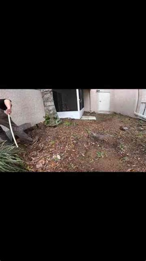 Opossum Removal in Orlando Behind the Wildlife Control