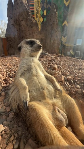 chill vibes only 😌 | Phoenix Zoo