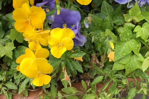 How Much Cold Can Pansies Tolerate? ( Winter Care)