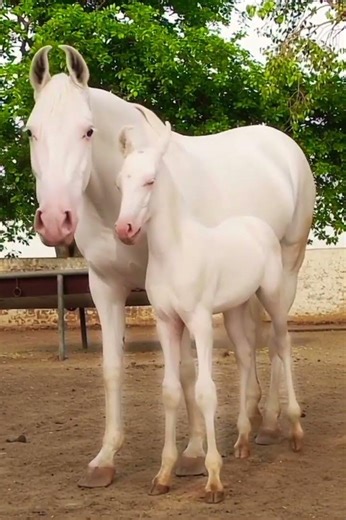 White Horse beautiful Baby #horsepower #royalhorse #horse #majestichorse #equestrianlife