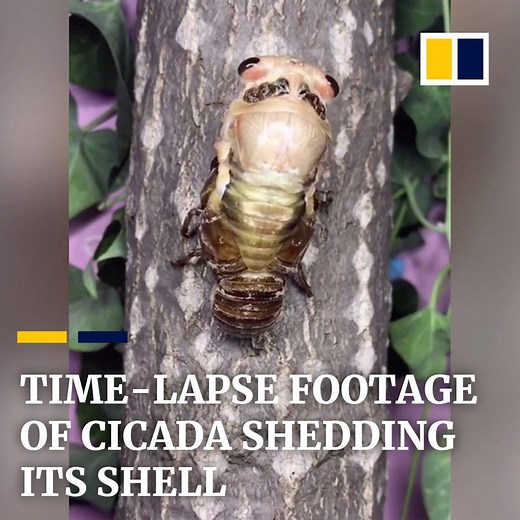 64K views · 432 reactions | This time-lapse of a cicada shedding its shell will both amaze you and creep you out. | South China Morning Post | Facebook
