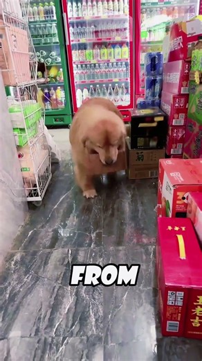 This dog is trying to steal a toy gun