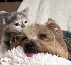 1.1M views · 324K reactions | Sweet kitten loving her foster home :) (courtesy: Winnie Therapy Dog) | Love Meow | Facebook