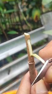 Durian grafting techniques EP304 | GraftingPlants
