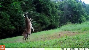 Two deer caught on camera having a slap fight. For an explanation, read this >> http://wp.me/p5MgbW-1Of5 | CBS 17