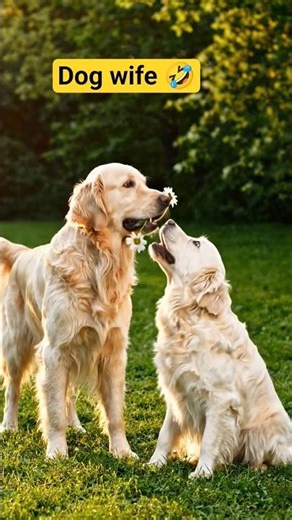 Male Dog Gives Flower 😲 Female Steals It!#shorts