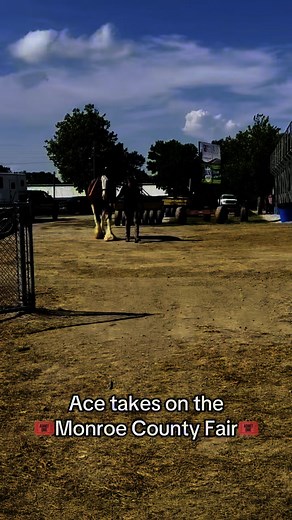 ACE had a blast at the Monroe County Fair … here’s a quick 👀 #Clydesdale #ExperienceClydesdales #HorsinAround 🎥 Lizzie Tribout | JFP Equine Clydesdales