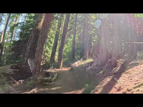 Virtual Treadmill Hike: Pacific Northwest Forest Soundscapes, along a Lake, to a River. 4k