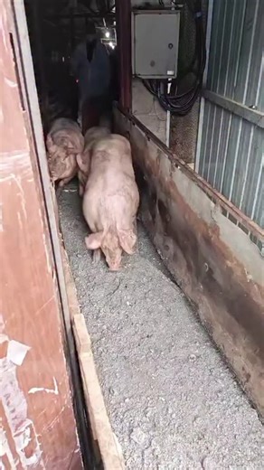 PiggFarming on Instagram: "3 Ways to Raise Pigs for BIG Farmhouse Profits! 🐷💰 Want to turn pig farming into a highly profitable business? In this video, we’ll show you three powerful ways to raise pigs in a farmhouse setting and maximize your earnings. Whether you’re just starting out or already farming, these practical tips will help you boost your farm’s profitability while ensuring your pigs grow healthy and strong. We’ll cover: ✅ The best pig breeds for fast growth and high r