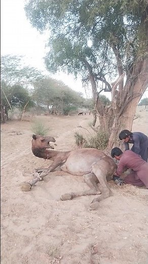 Camel crying Birth Baby #camel #animals #myvideo #scene #entertainment #lifestyle #shorts