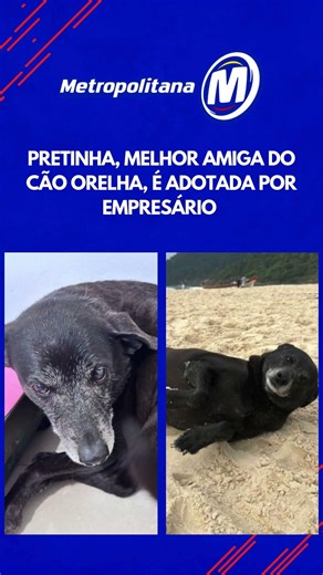 Pretinha, melhor amiga do cão orelha, é adotada por empresário