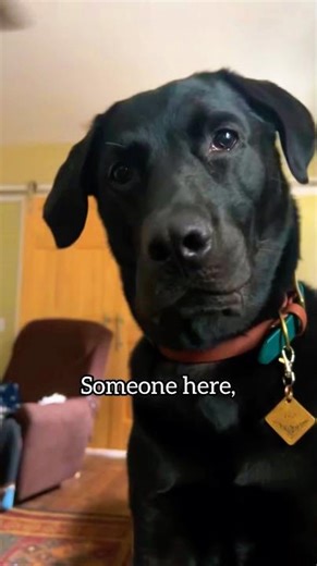 Dog breaks the news about the possessed owl #comedy #funnypets #shorts