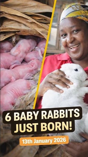 Rabbit Won’t Pull Fur? Fix It!