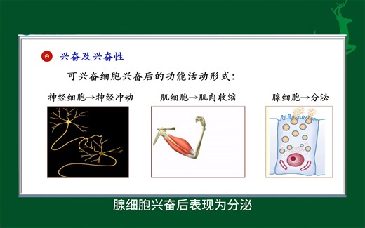 #兴奋及兴奋性#细胞的电活动#人体生理学#医学知识科普#每天学习一点点