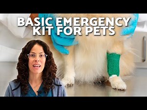 FIRST AID KIT for DOGS and CATS 💊🩹 Essentials for a BASIC KIT!