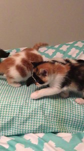 Tootsie’s babies. #Tootsie #NatashaCoyote | Natasha The Coyote