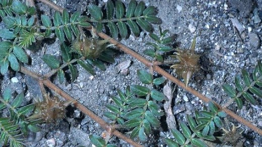 Here is how to punch out puncturevine in your yard