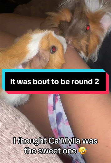 Ca’Mylla the Guinea Pig Plays with Mom